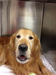 A dog lying in an elevator

AI-generated content may be incorrect.