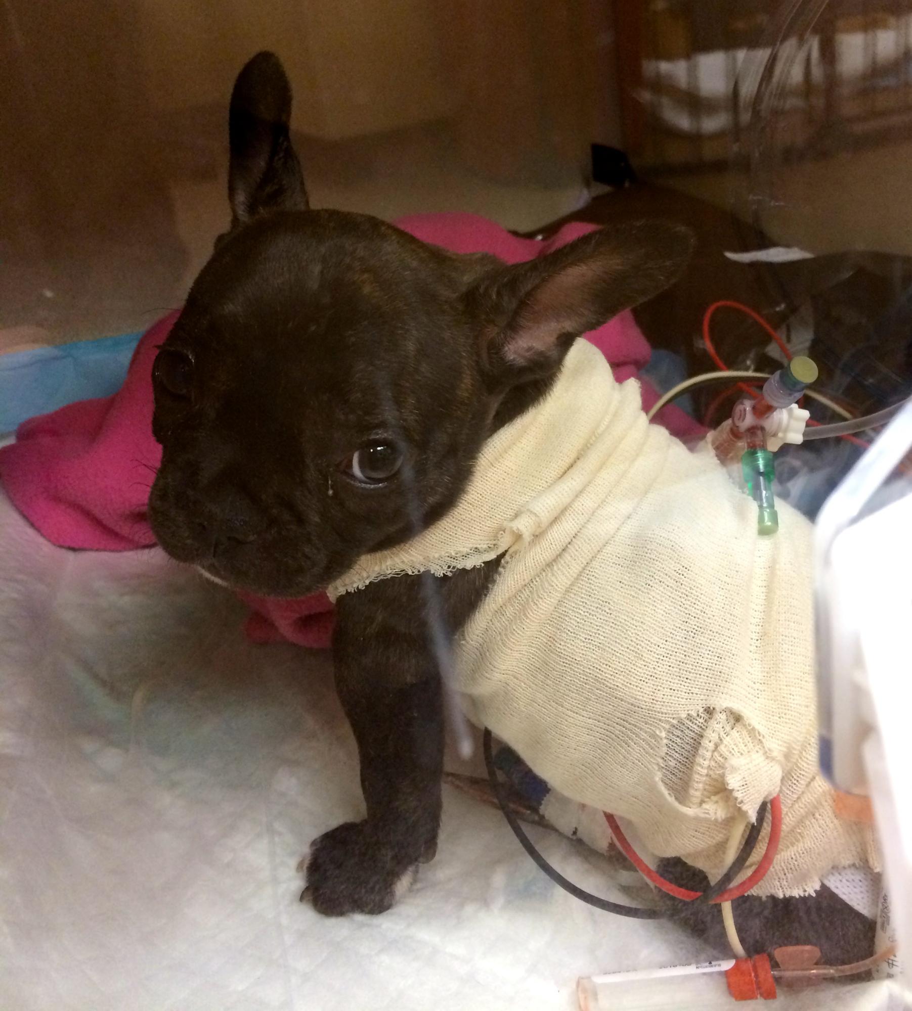 A dog wearing a bandage

AI-generated content may be incorrect.