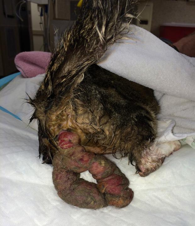 A wet dog with a wound on its back

AI-generated content may be incorrect.